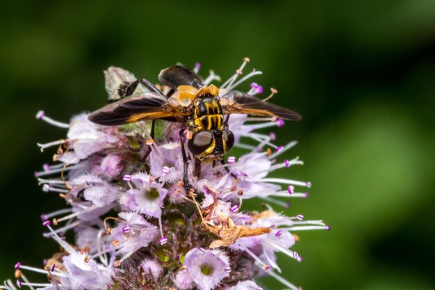 Close-up de abelha em flor