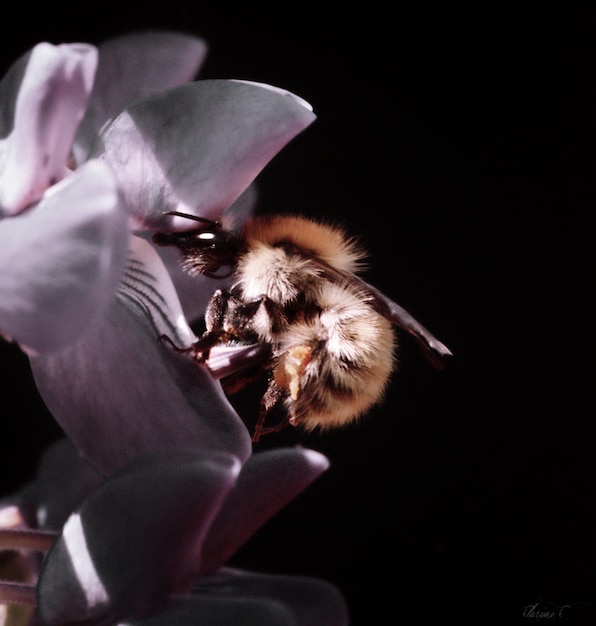 Foto close-up de abelha em flor