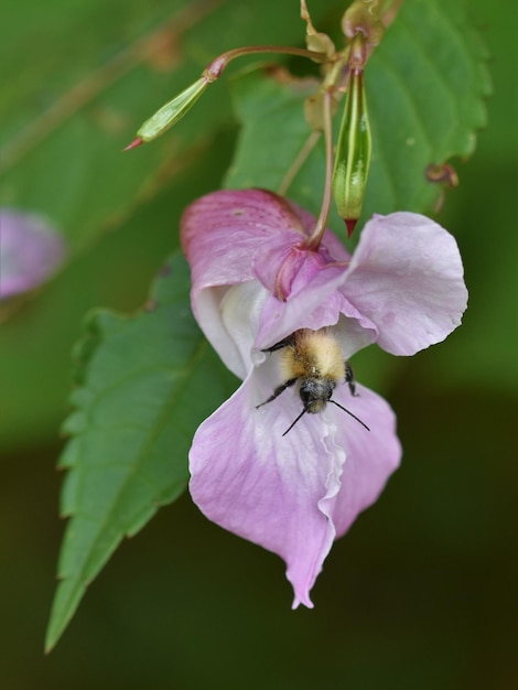 Foto close-up de abelha em flor