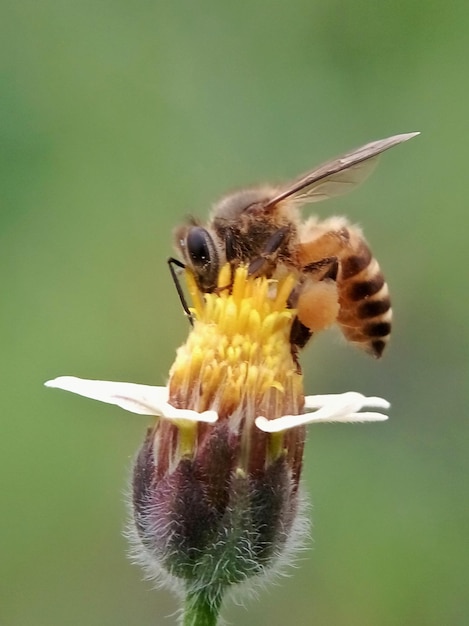 Foto close-up de abelha em flor