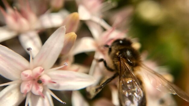 Foto close-up de abelha em flor