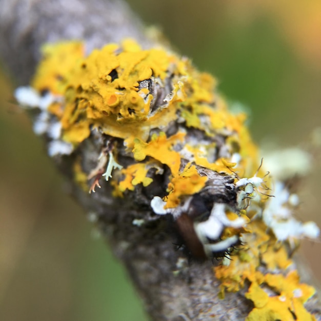 Foto close-up de abelha em flor