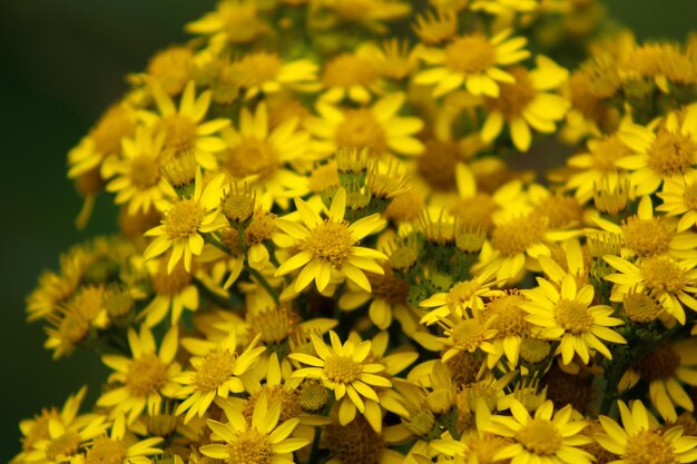 Foto close-up de abelha em flores amarelas