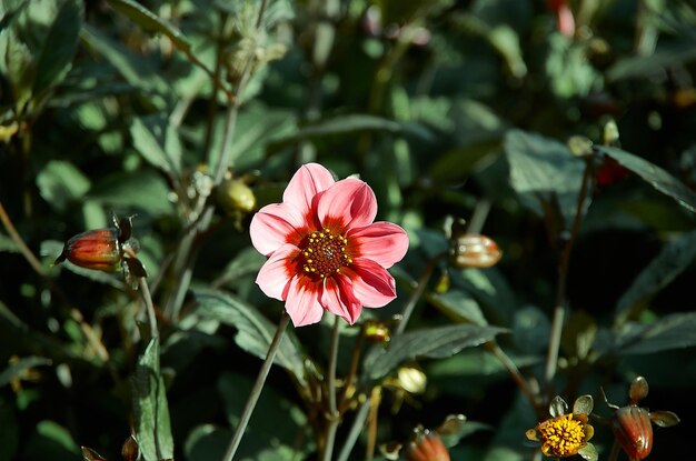 Close-up de abelha melífera em planta de flor rosa