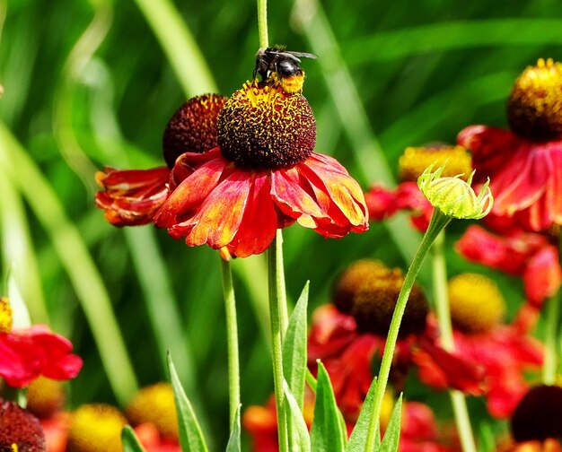 Foto close-up de abelha melíferas em coneflower