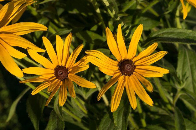 Foto close-up de abelha melíferas em planta com flores amarelas