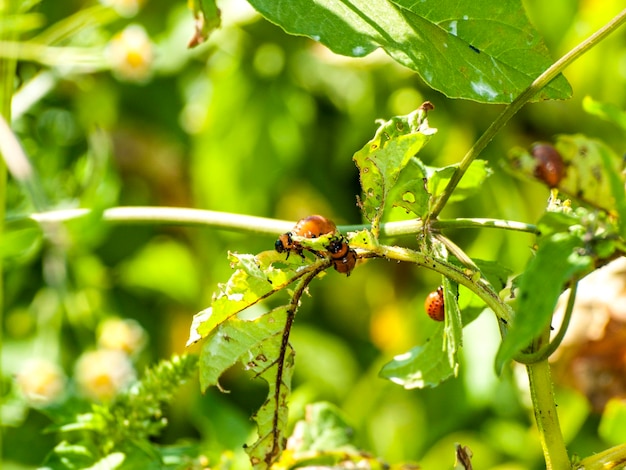 Foto close-up de abelha na planta