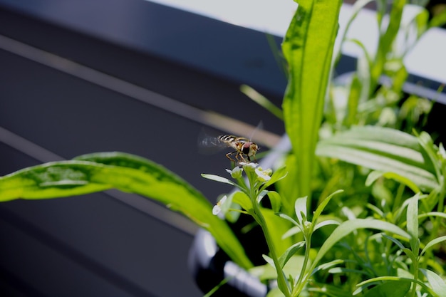Foto close-up de abelha na planta