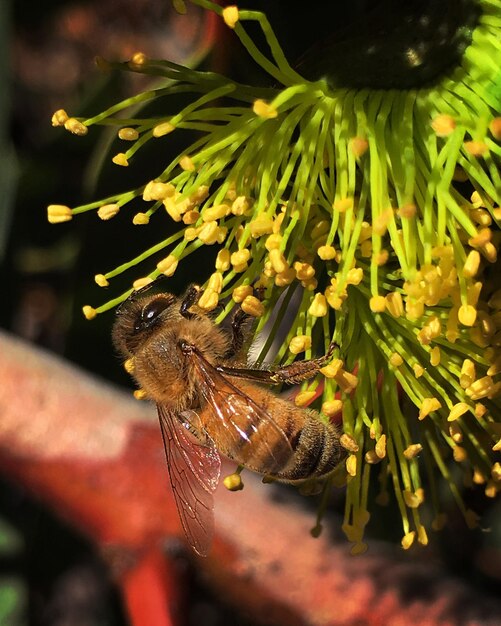 Foto close-up de abelha na planta