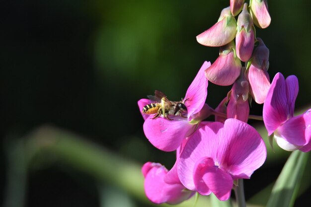 Foto close-up de abelhas polinizando uma flor rosa