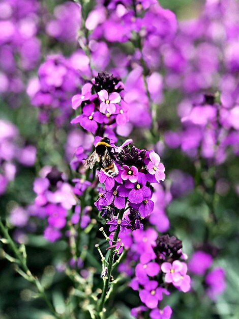 Foto close-up de abelhas polinizando uma flor roxa