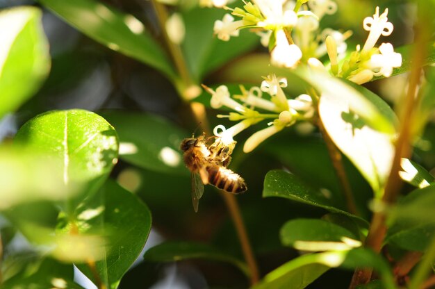 Close-up de abelhas polinizando uma flor