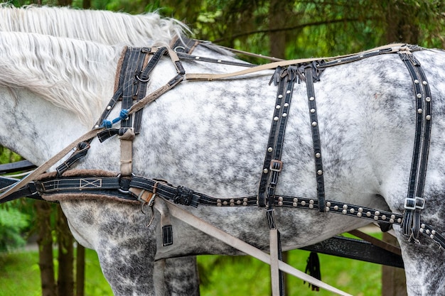 Close-up de aderência de carruagem puxada por cavalos