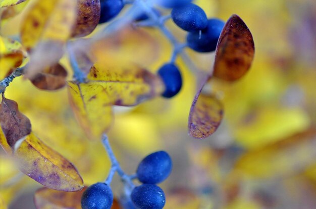 Foto close-up de águas-vivas na água