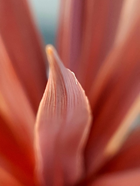 Foto close-up de águas-vivas na água