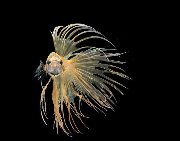 Foto close-up de águas-vivas nadando no mar contra um fundo preto