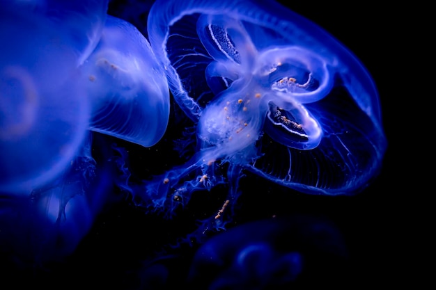 Close-up de águas-vivas nadando no mar