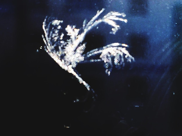 Close-up de águas-vivas