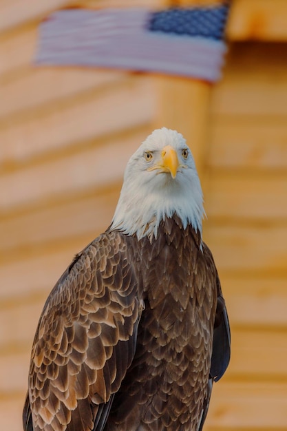 Foto close-up de águia contra a bandeira americana fundo desfocado