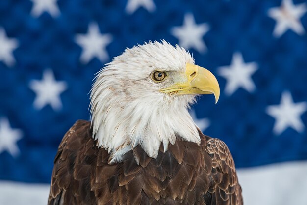 Foto close-up de águia contra a bandeira americana