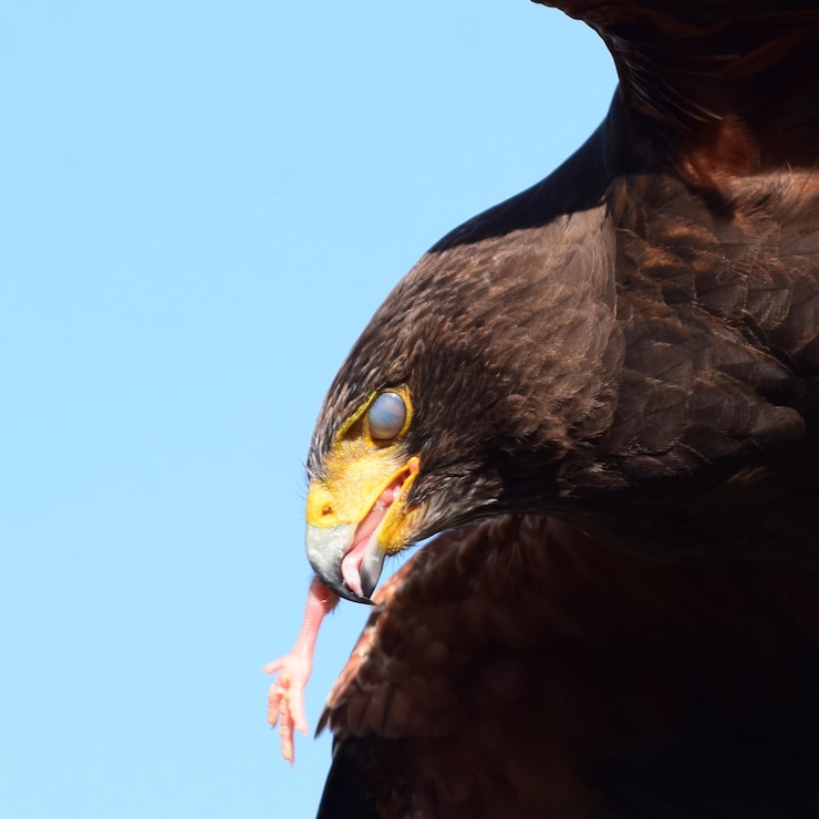 Foto close-up de águia contra o céu azul claro