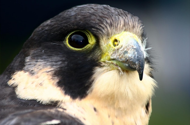 Foto close-up de águia
