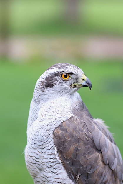 Close-up de águia