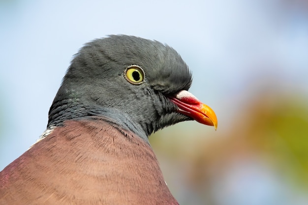 Close-up de alerta pombo de madeira comum, columba palumbus, olhando para a câmera na natureza de verão. pássaro selvagem atento com penas azuis e cinza em composição horizontal detalhada.