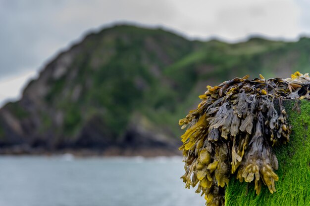 Foto close-up de algas marinhas em um tronco de árvore coberto de musgo contra o mar