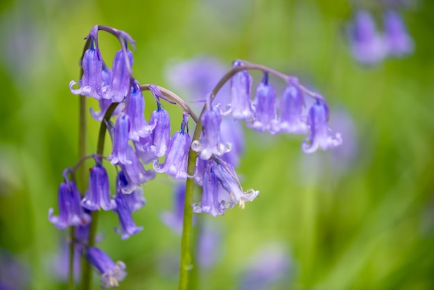 Close-up de alguns Sussex Bluebells na primavera