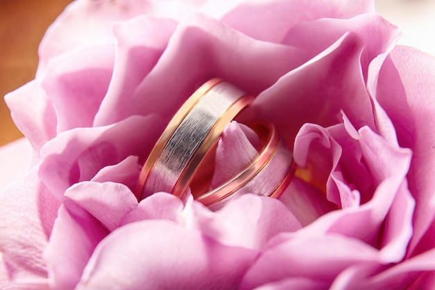 Close-up de alianças de casamento em rosa linda flor