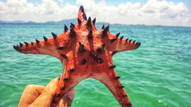 Foto close-up de alimentação à mão pelo mar contra o céu