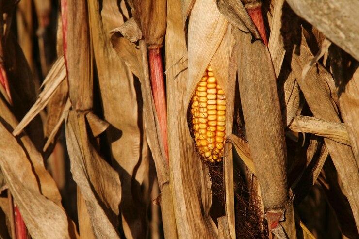 Foto close-up de alimentos