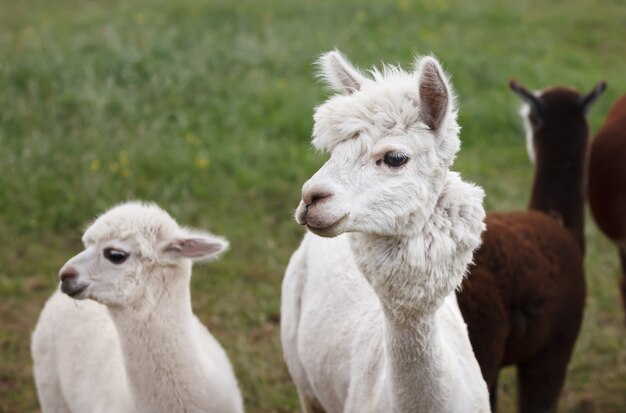 Close-up de alpaca na fazenda