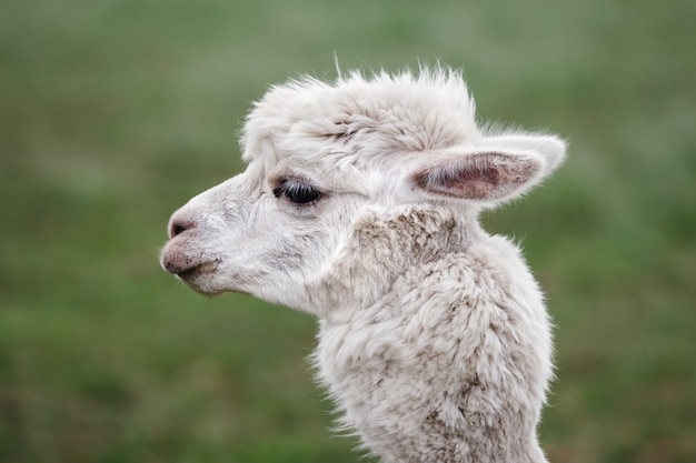 Close-up de alpaca na fazenda