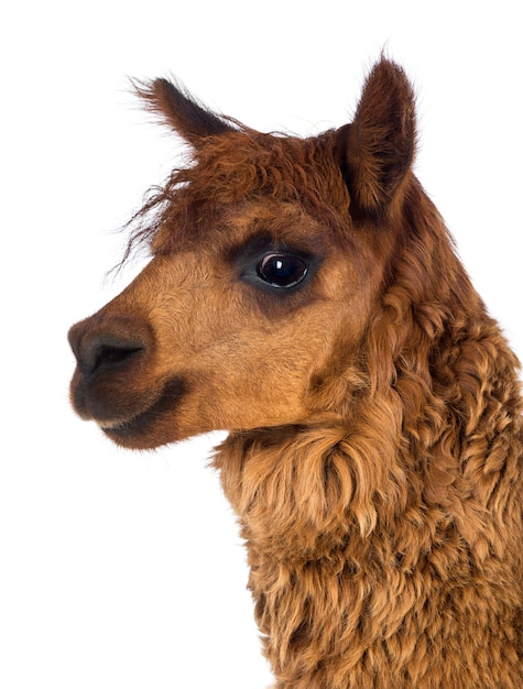 Close-up de alpaca