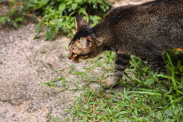 Foto close-up de alto ângulo de um gato caminhando no campo