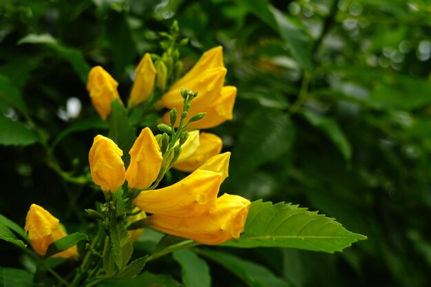 Close-up, de, amarela, planta florescendo