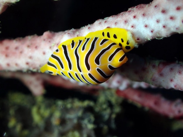 Foto close-up de amarelo debaixo d'água