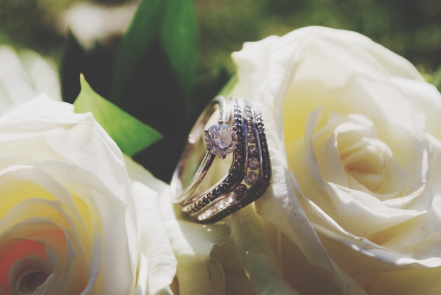 Close-up de anéis de casamento em rosas brancas