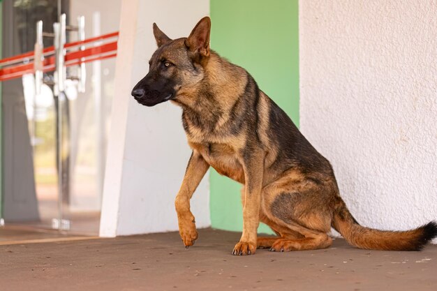 close-up de animal mamífero cão canino da raça pastor alemão