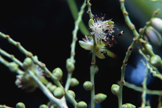 Foto close-up de apis florea em flor de palmeira