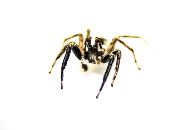 Foto close-up de aranha contra fundo branco