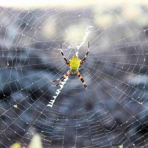 Foto close-up de aranha e teia contra fundo desfocado