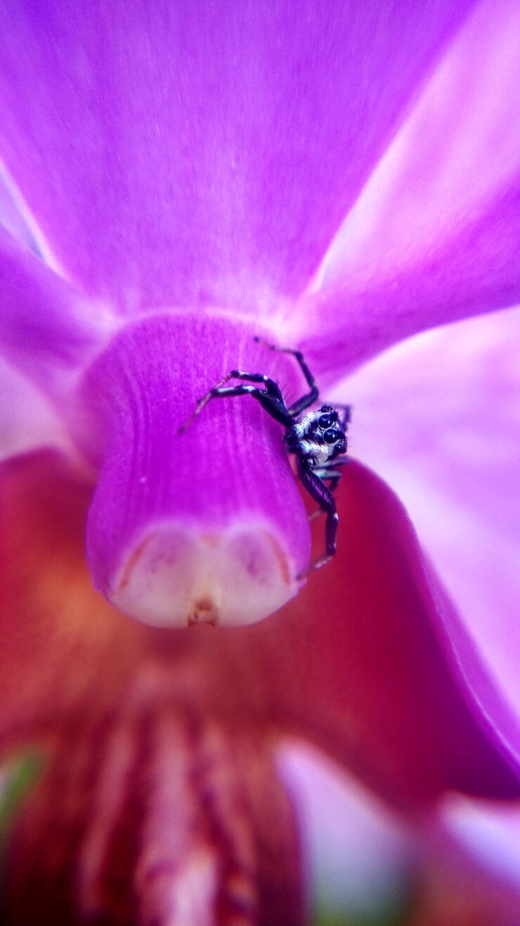 Foto close-up de aranha em flor rosa