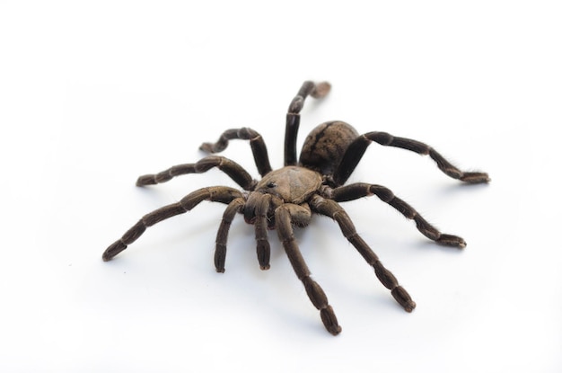 Close-up de aranha em fundo branco