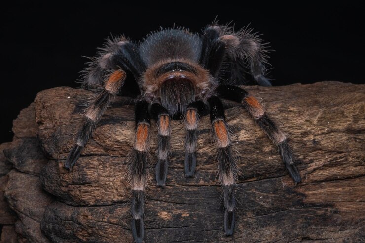 Foto close-up de aranha em madeira contra fundo preto