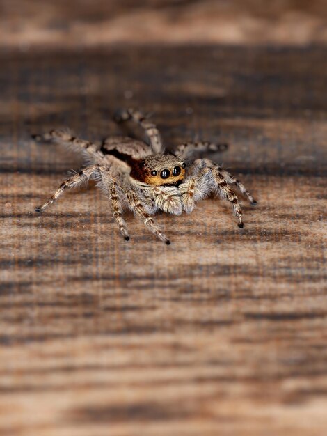 Foto close-up de aranha em madeira