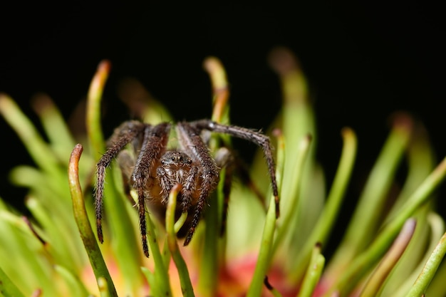 Foto close-up de aranha em planta à noite