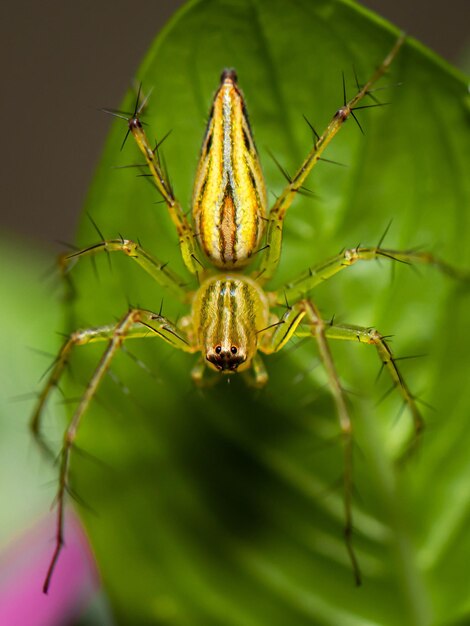 Foto close-up de aranha em planta